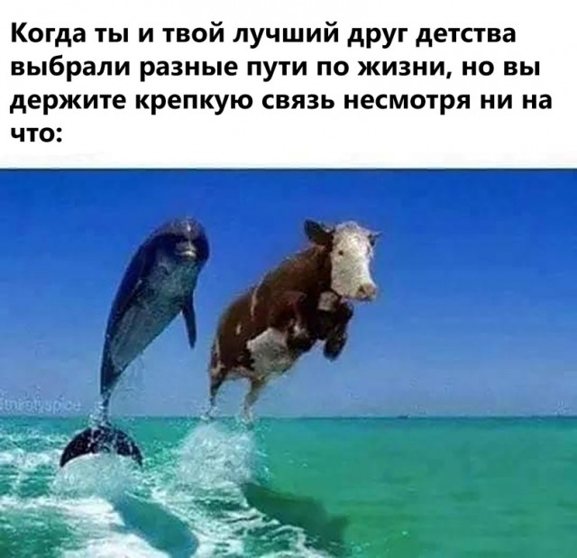 Весёлый полтишок 26.04