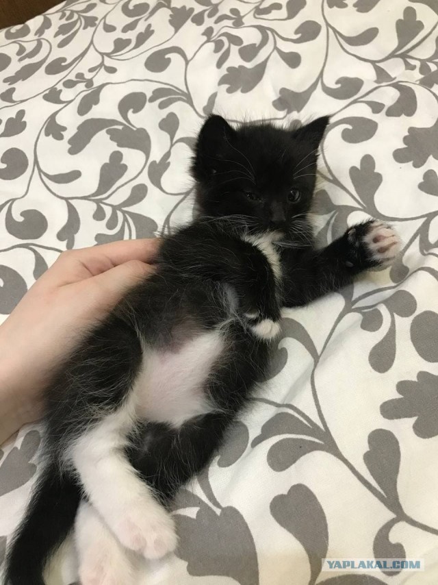 Даешь котовторник!