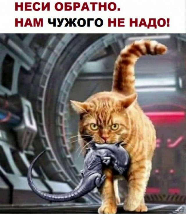 Чужой среди чужих