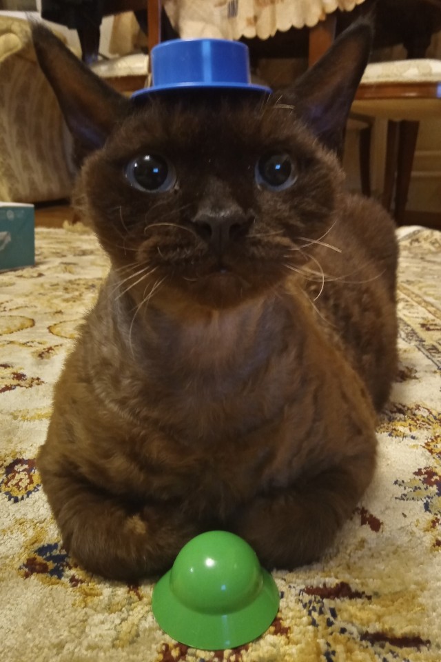 Котовторник 28.09.21