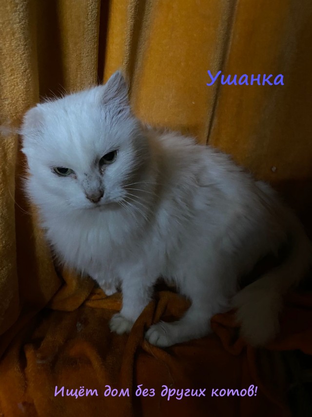 Жизнь домашнего приюта "Котоленд" 312