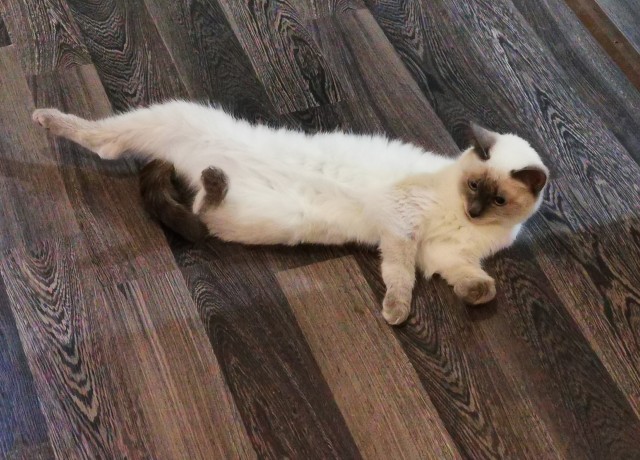 Первый котовторник 2022