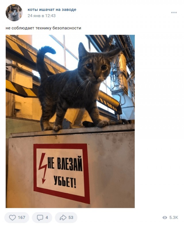 Коты ишачат на заводе