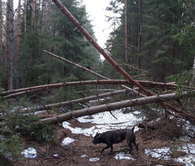 С началом грибного сезона, грибники!
