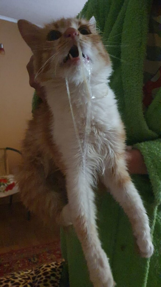 Котики в беде