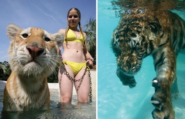 Немного о размерах диких кошек