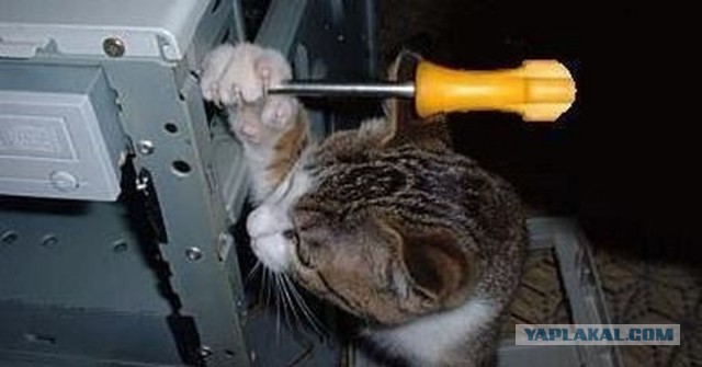 Коты ишачат на заводе