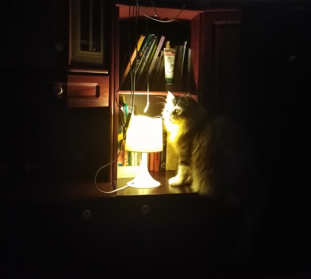 Котолампа. Кот и лампа - новый вариант старого мема