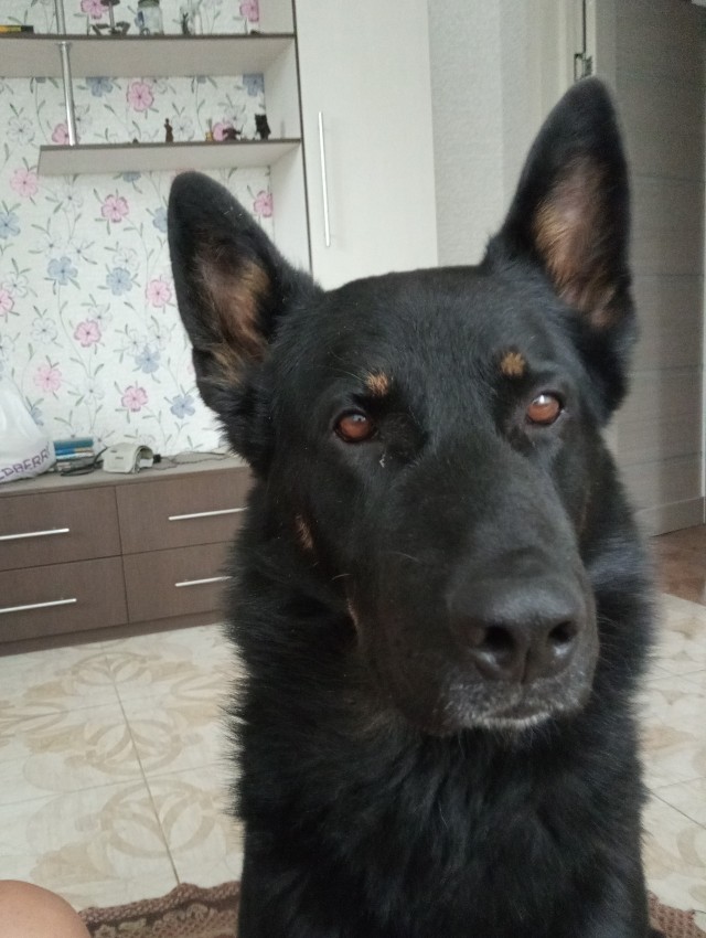 Собакочетверг...