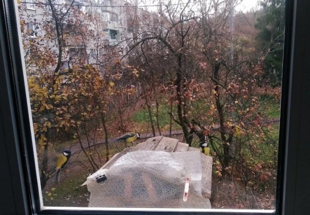 Пост для любителей птиц