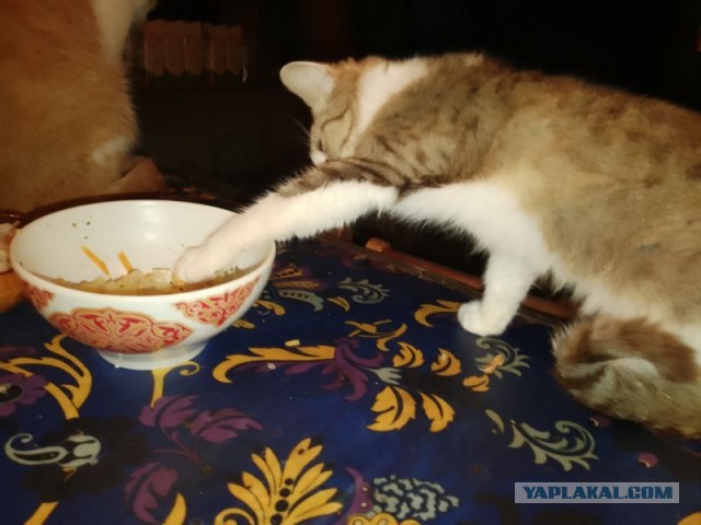 Жизнь домашнего приюта для котеек 469
