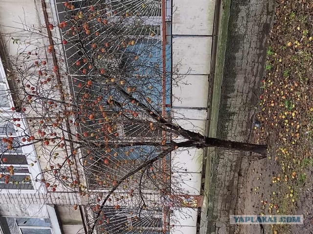 Самая последняя в галерее