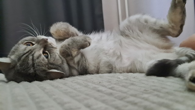 Всем кота за мой счёт. Я настаиваю