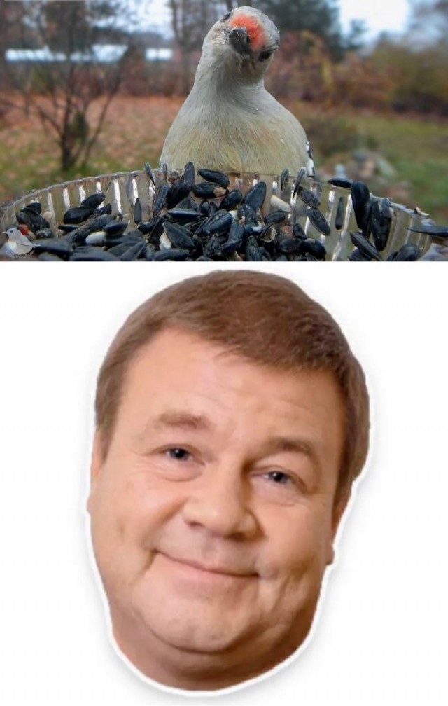 Птицы заметили, что за ними следят