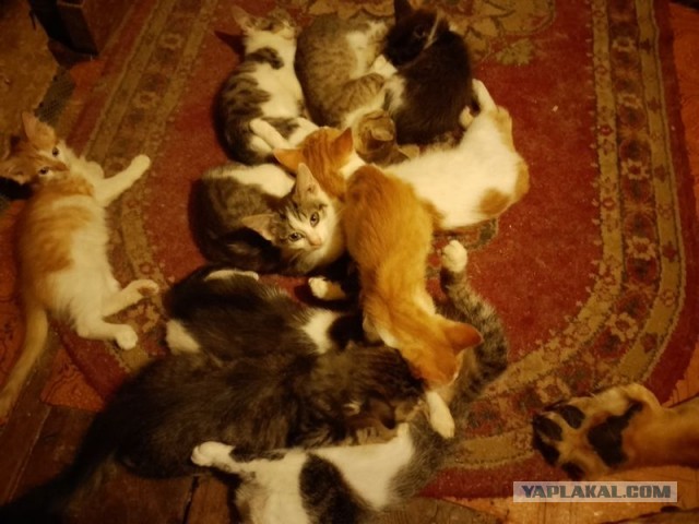 Жизнь домашнего приюта для котеек 505