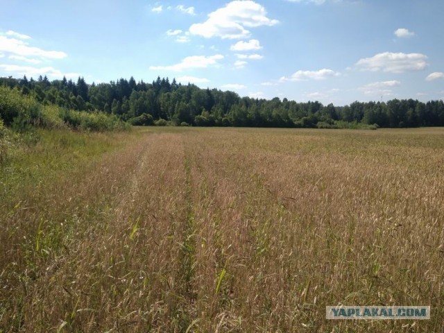 Настало твоё время! Кипрей-Тонколистный, он же Иван-Чай