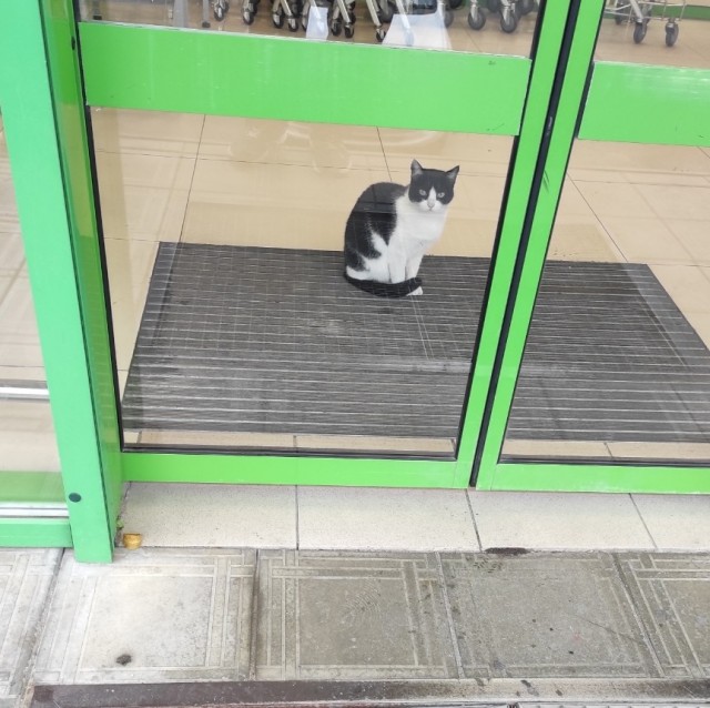 С Котовторником!