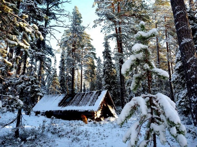 Тайга зимой