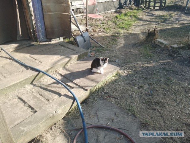 Жизнь домашнего приюта для котеек 536