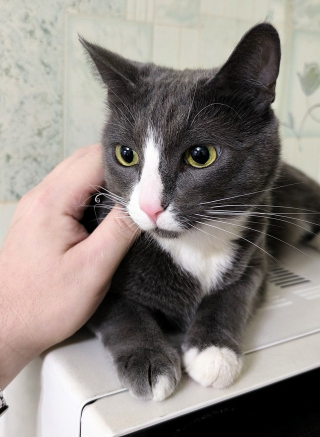 Фэйлы котеек.
