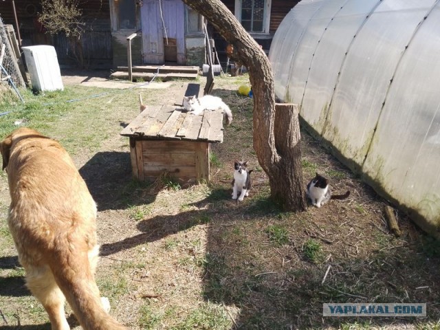 Жизнь домашнего приюта для котеек 538