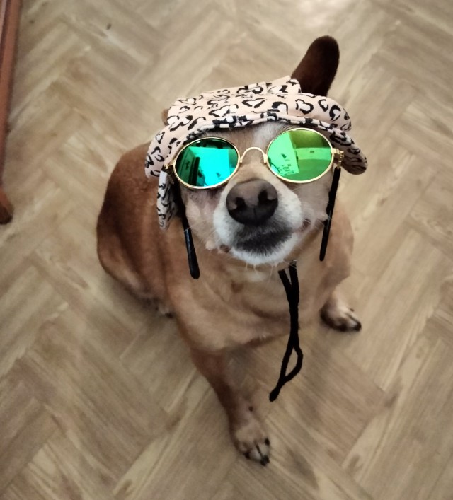 Сегодня День Йорка!