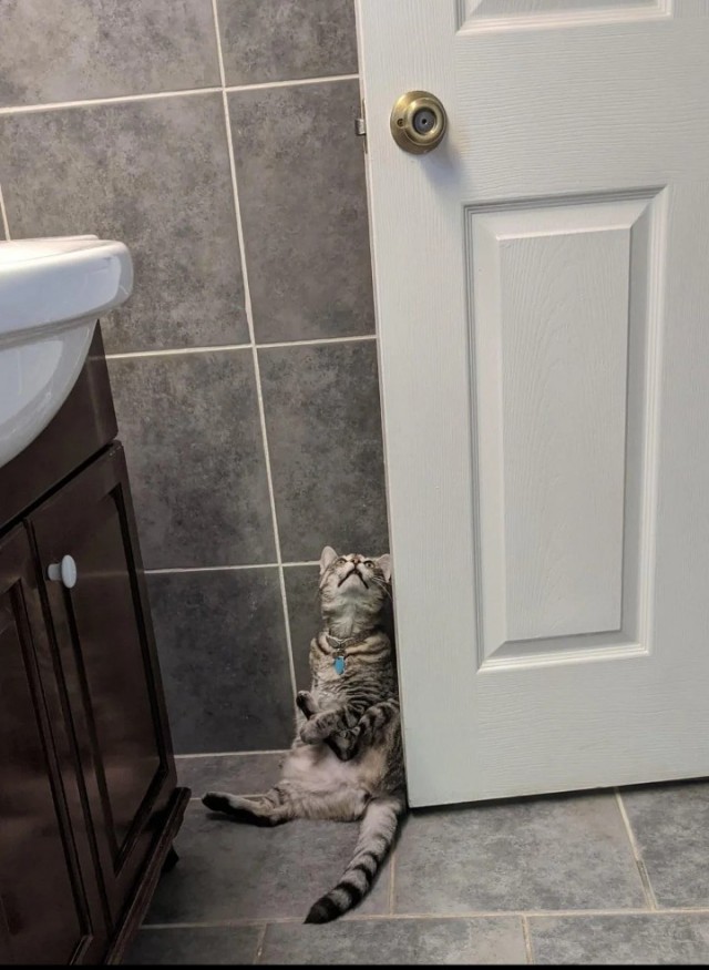 Кошки в санузле.