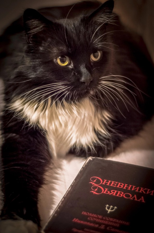 К котовторнику