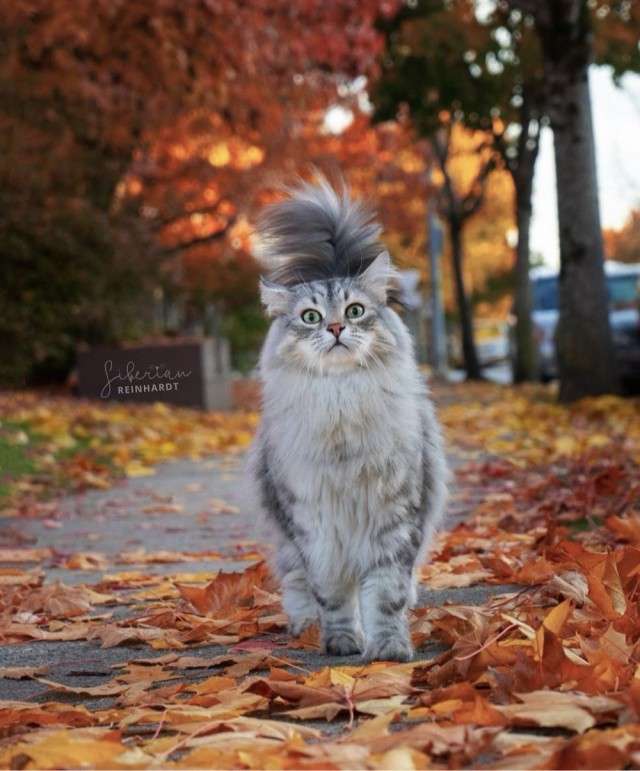 Осенний кот