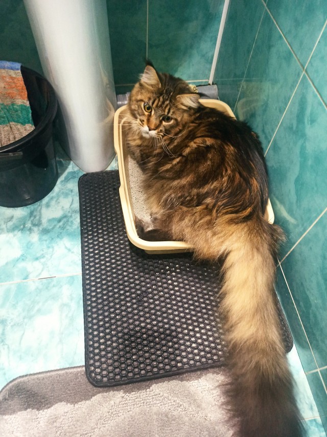 Хвостище к котовторнику