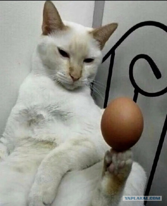 Про яйцы