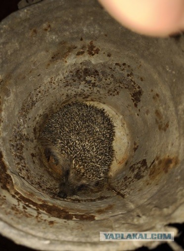 У кого котовторник а у меня...