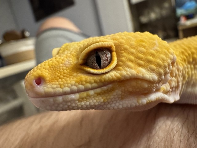 Ну, нет на Япе дня ящериц.