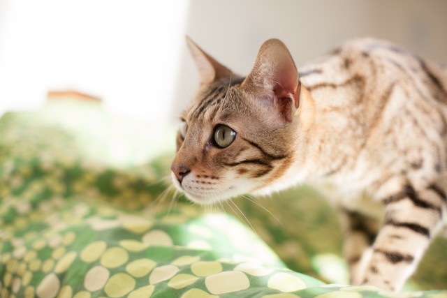 О бенгальских котах на наглядном примере