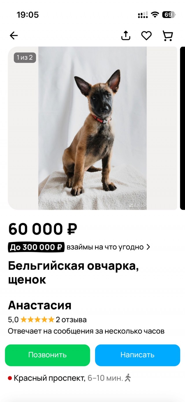 Щенки Малинуа