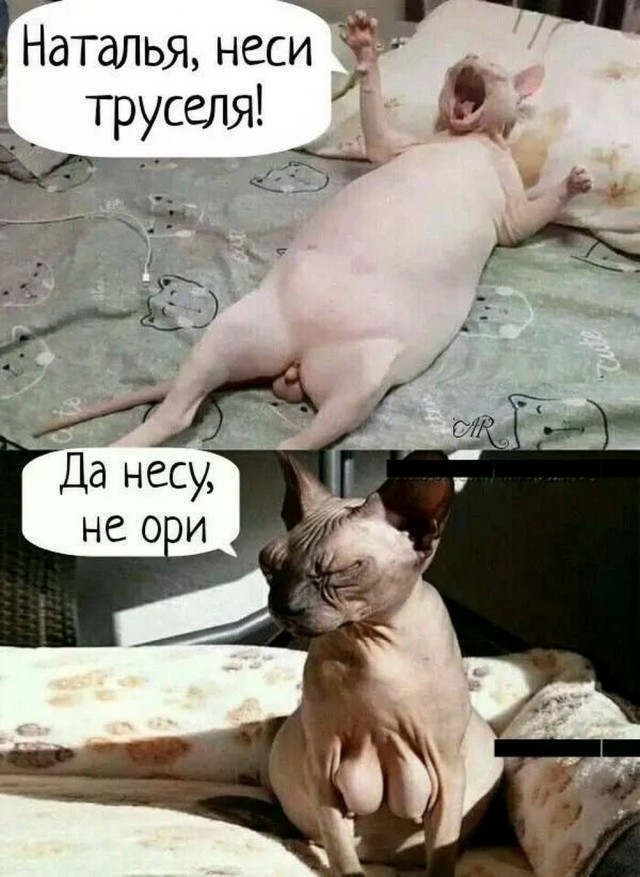 Забавные и не очень скромные картинки-36
