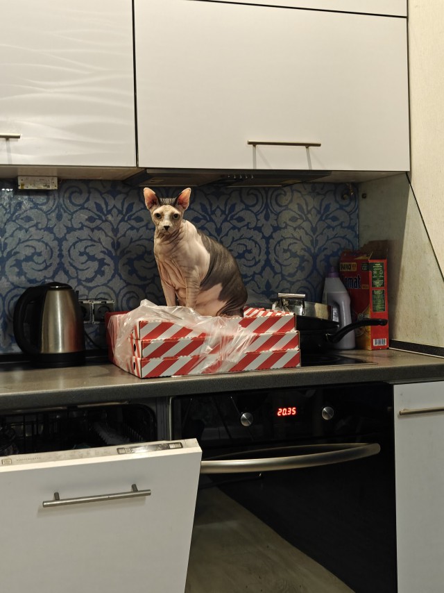 Фотки красивого кота.