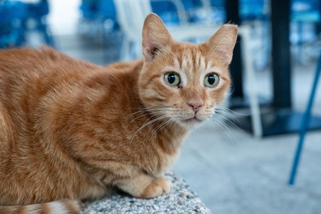 Уличные котэ города Дубровник