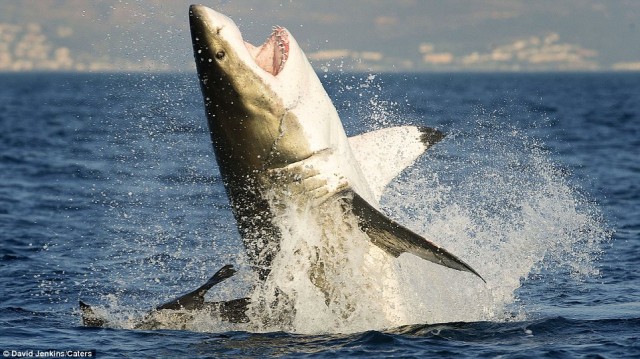 Морской котик и белая акула: погоня