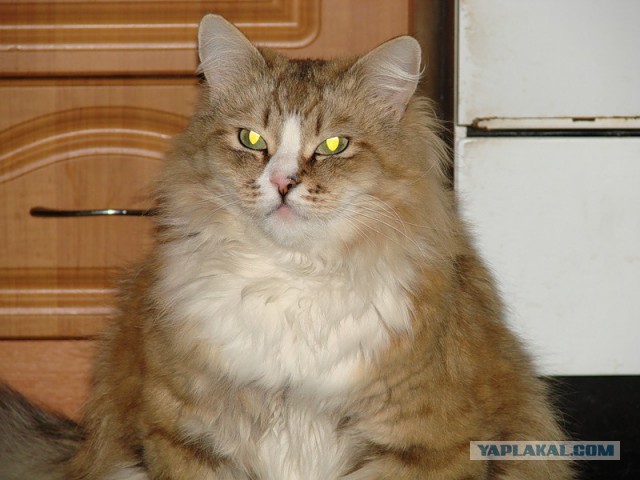 Польза от котов