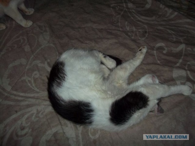 Жизнь домашнего приюта для котеек 16