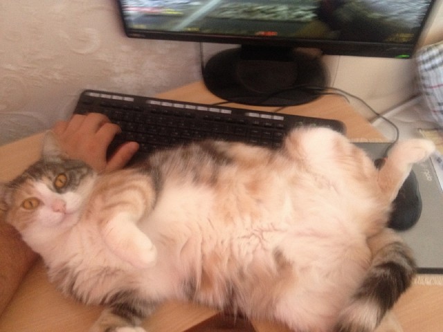 Котовторник 12.08.2014