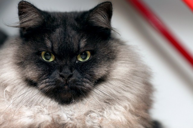 Котовторник 16.09.14