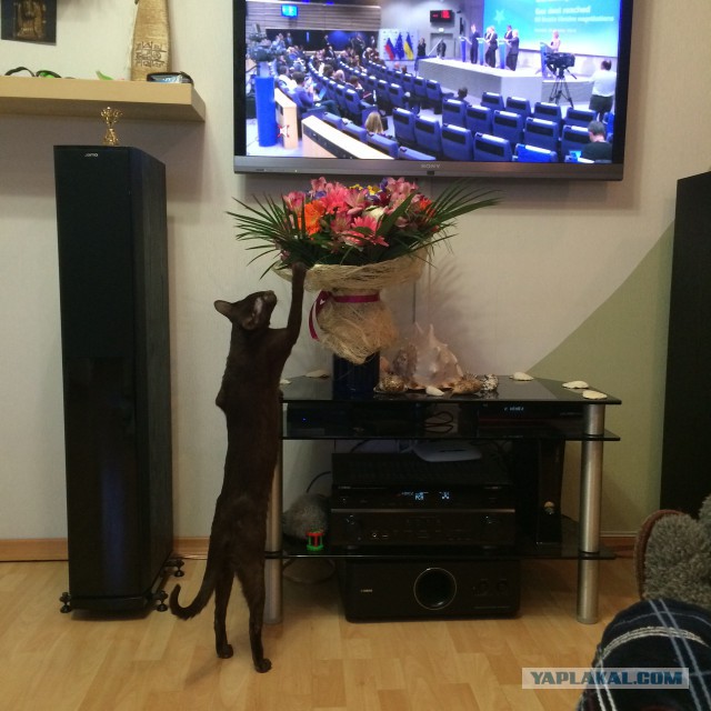 Котовторник 11.11.2014