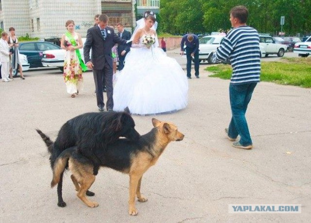 Веселые картинки