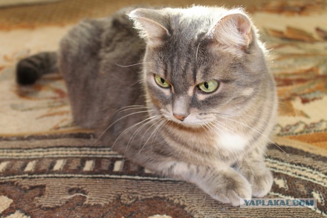 Котовторник 9.12.2014