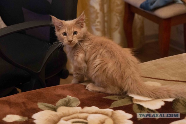 Котовторник
