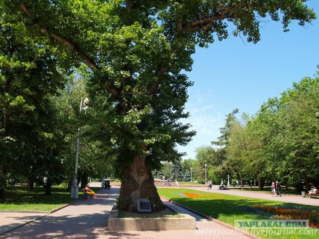 Самые красивые деревья в мире