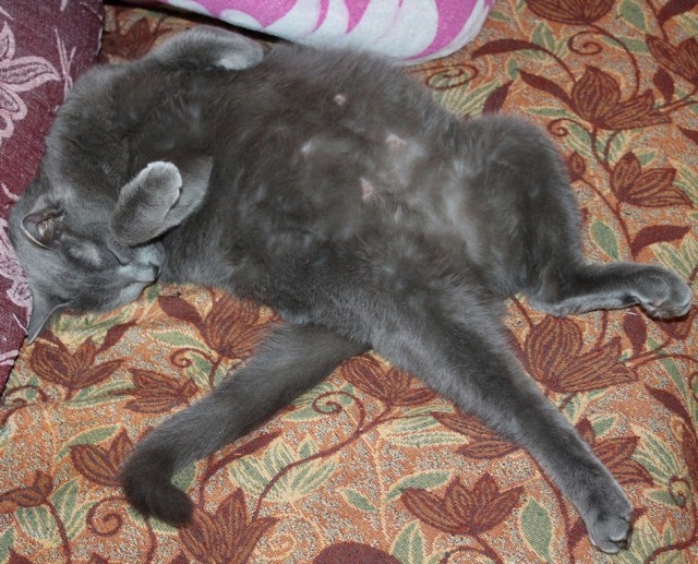 Котовторник.