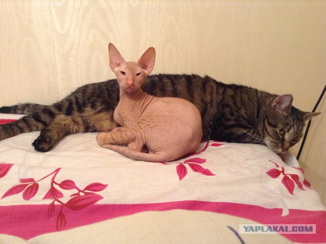 Котовоскресенье